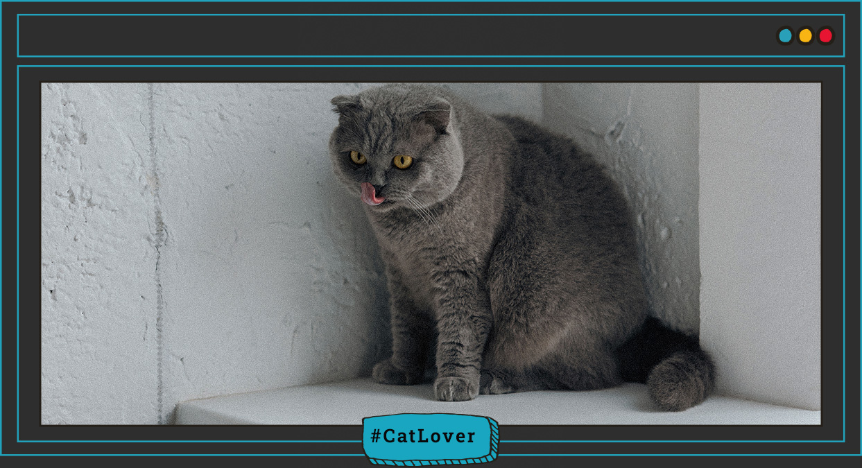  como crear una relacion amorosa con un gato